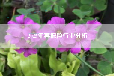 2025年再保险行业分析