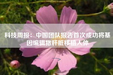 科技周报：中国团队报告首次成功将基因编辑猪肝脏移植人体