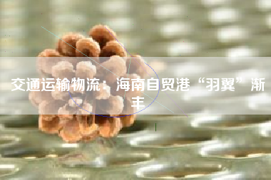 交通运输物流：海南自贸港“羽翼”渐丰