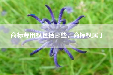 商标专用权包括哪些,商标权属于 商标专用权包括哪些,商标权属于