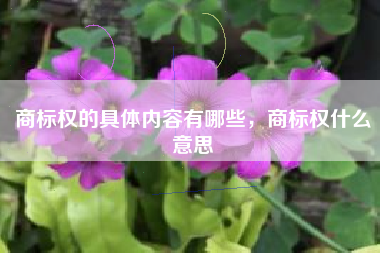 商标权的具体内容有哪些，商标权什么意思