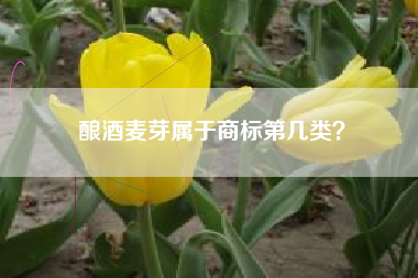 酿酒麦芽属于商标第几类? 酿酒麦芽属于商标第几类?