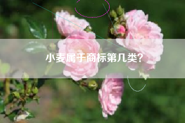 小麦属于商标第几类? 小麦属于商标第几类?