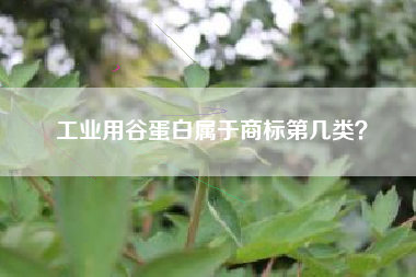 工业用谷蛋白属于商标第几类? 工业用谷蛋白属于商标第几类?