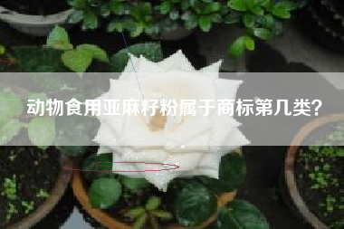 动物食用亚麻籽粉属于商标第几类? 动物食用亚麻籽粉属于商标第几类?