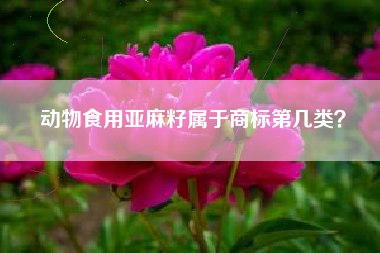 动物食用亚麻籽属于商标第几类? 动物食用亚麻籽属于商标第几类?