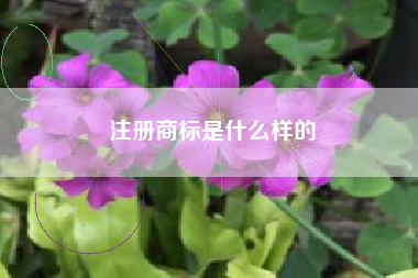 注册商标是什么样的