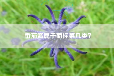 番茄酱属于商标第几类? 番茄酱属于商标第几类?