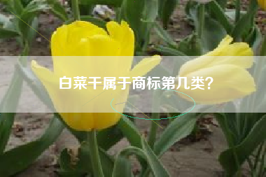 白菜干属于商标第几类? 白菜干属于商标第几类?